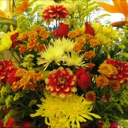 Nusa Adriana Neacșu