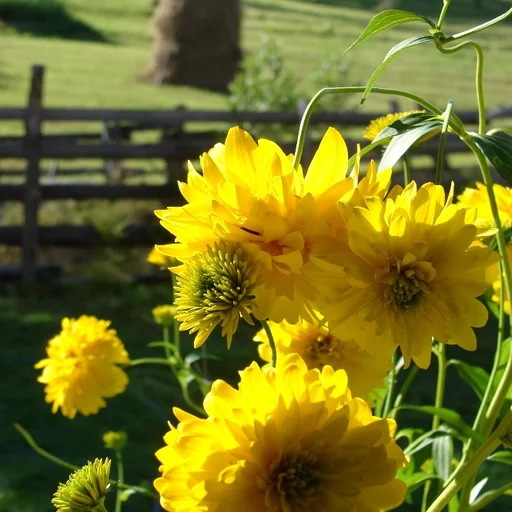 Anca Florentina Popescu