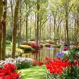 @tulbas-camelia-rita