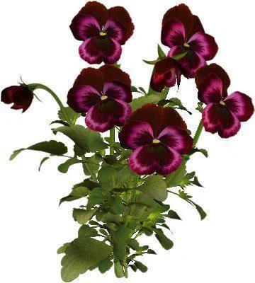 @hristici-mihaela-violeta