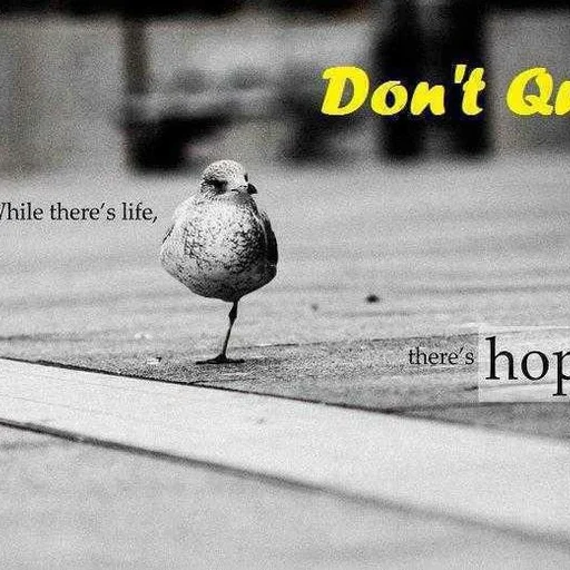 @moisuc-dimitrie-adrian