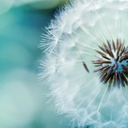 @otilia-cristina-dontu