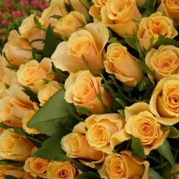 @ambra-florica-marin