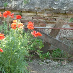 @oana-popescu-carlova